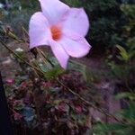 Mandevilla sellowii Flor