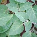 Datura innoxia Folla