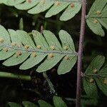 Arthropteris monocarpa Φύλλο