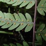 Arthropteris monocarpa Yaprak