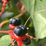 Clerodendrum speciosissimum Fruit