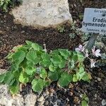 Erodium trifolium Habit