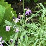 Matthiola longipetala Leaf