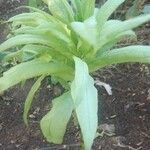 Lactuca indica ഇല