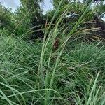 Typha domingensis Агульны выгляд