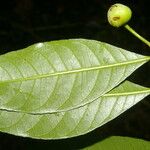 Gymnanthes riparia Hoja