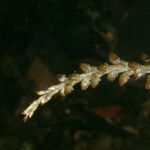Prescottia stachyodes Hoja