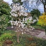 Magnolia stellata 整株植物