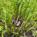 Polygonatum latifolium 葉