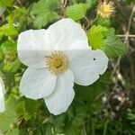 Rubus deliciosus Õis