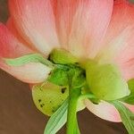 Paeonia mascula മറ്റ്