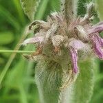 Stachys germanica फूल