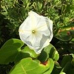 Calystegia sepium其他