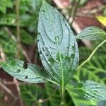 Strobilanthes hamiltoniana Folla