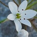 Allium subhirsutum Lorea