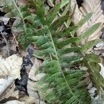 Polystichum acrostichoides ഇല