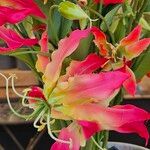 Gloriosa superba Flower