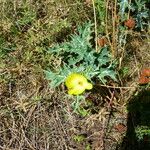 Argemone mexicana Flower