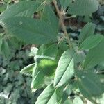 Cotoneaster frigidus Levél