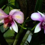 Dendrobium bigibbum Flower