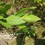 Iva frutescens Leaf