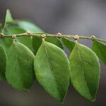 Drypetes gerrardii Leaf