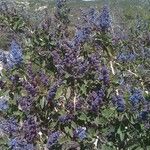 Ceanothus leucodermis Hábito