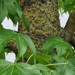 Liquidambar formosana Bark