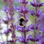 Salvia nemorosa Flor