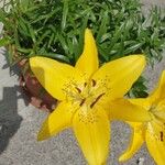 Lilium bulbiferumফুল