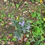 Symphyotrichum laeve Цвят