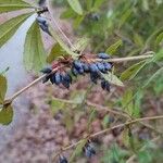 Berberis julianae Fruit