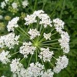 Oenanthe crocata Blüte