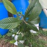 Eriobotrya japonica List