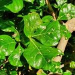 Gardenia volkensii Blatt