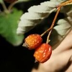 Sorbus intermedia ফল