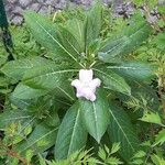 Impatiens sodenii Blad