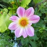 Dahlia tenuicaulis Blomst