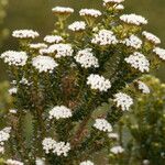 Ozothamnus leptophyllus Kvet