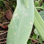 Galanthus elwesii Leaf