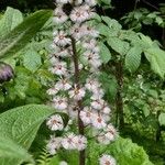 Petasites paradoxus Φρούτο