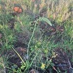 Albuca virens പുഷ്പം