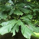 Magnolia macrophylla Leaf