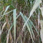 Arundo donax Leaf