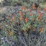 Digitalis obscura Habit