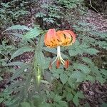 Lilium superbumFiore