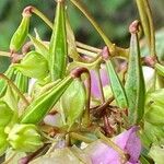 Impatiens glandulifera Gyümölcs