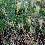 Hordeum murinum Hábitos