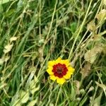 Coreopsis tinctoria Цвят