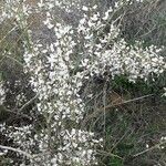 Retama raetam Fleur